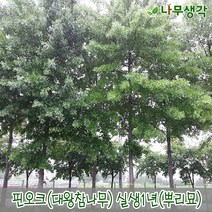 착한가격나무생각 핀오크(대왕참나무) 실생1년 뿌리묘 20주묶음, 주