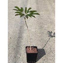 황칠나무 - 6호사각포트