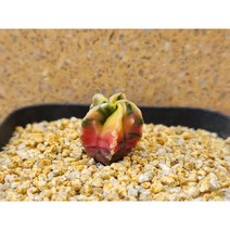 선인장/ 홍엽란봉옥금-2068 난봉옥 아프리카농장