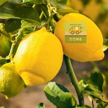 특급 수입산 레몬 500g 청 나무 물 제주, 상세페이지 참조