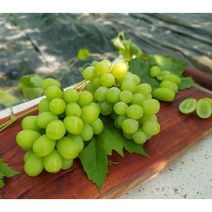 금강원예 샤인머스캣 나무, 결실주-T자형, 1개