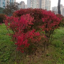 같이가치농원 화살나무 (80cm전후) 분묘
