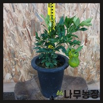 (나무농장) 한라봉나무 7치 화분, 1개