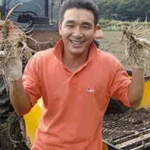 (햇삼/750g)다림용난발삼 세척인삼 쭉뻗은 원수삼 영업용삼계.가정용실속파삼특가/선물용행사/금산부부인삼.못난이난발삼추천, 1개, 750g세척-영업용소삼계40-60뿌리