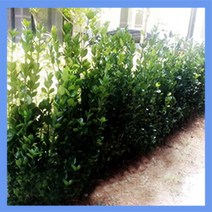지엘파크농장 사철나무50그루 약40~50cm 사철푸른나무 울타리조경수 특가세일