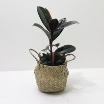 멜라니고무나무(소) 해초바구니 고무나무키우기, 단품