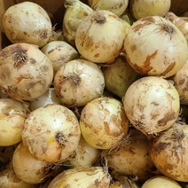 22년 국내산 햇양파 양파 최상품, 1박스, 양파 5kg