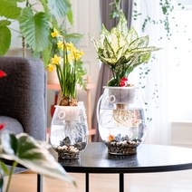 아큐팟 아큐플랜트 실내공기정화식물 수경재배 식물 스마트 어항화분 물에서 집에서 실내에서 키우는 키우기 쉬운 좋은 반려 식물 플랜테리어 홈가드닝 스투키 안스리움 아이비 행운목, 소형 18cm + 스투키