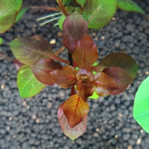 수초 루드위지아sp 슈퍼레드 30촉