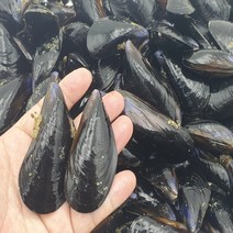 통영 제철 자연산 홍합 섭 3kg 5kg, 홍합 5kg