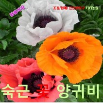 팝플라워 오리엔탈포피(숙근꽃양귀비) 혼합색 씨앗 25립, 상세페이지 참조