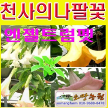 (FA)엔젤트럼펫4개(흰색 오렌지 핑크 멜론키스 각1개)