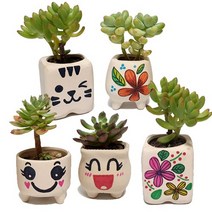 다육식물 키우기 화분 컬러링 DIY 키트