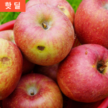 거의정품 실속 흠과 알뜰 낙과 B급 파지 부사 10 KG 키로 대과 (25-28과)