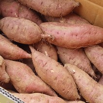 천북 꿀고구마, 5kg 꿀고구마