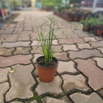 수생식물 시페루스 여름식물 15~25cm 32