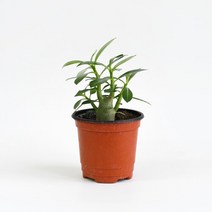 마이플랜트 [마이플랜트]석화 나무 (소형) 공기정화식물 사막의장미 바오밥나무 아데니움 키우기, 선택완료, 단품없음