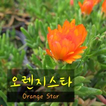 허브여울다육 오렌지스타(Orange Star 나무송엽국) 지름 9cm 소품화분, 5개