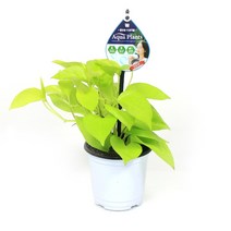 아쿠아플랜츠 수경 재배 형광 스킨답서스 공기정화 식물, 형광스킨(수경)