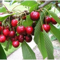 [나무판매] 자연농원 왜성 체리나무 묘목판매, 라핀상묘  (왜성 대목 ), 1개