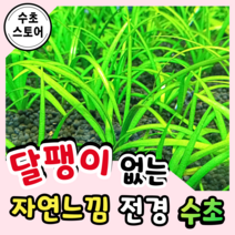 [수초스토어] 검역 사지타리아 스프라타 4뿌리 / 구피 새우 어항 수초 쉬운 키우기 예쁜 은신처 전경 중경 후경 초보 자연 풍성한 흑사 무이탄 치어 베타 열대어, 10뿌리