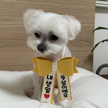 강아지 리본화환 선물포장 촬영소품 인간화환, 연핑크
