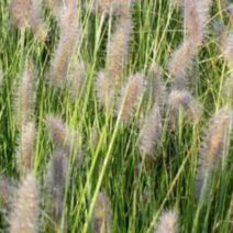 (DJ소망)수크렁씨앗 1kg, 1개