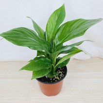 플라워앤곰_[스파트필름]_생화_포트10cm_수경재배 가능 1개