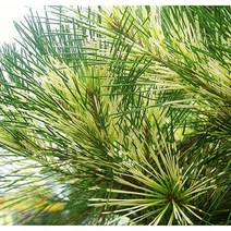 묘목 황금해송 (접목 1년) 2주 W1202