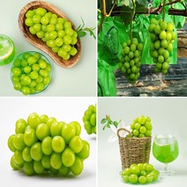 달달한 김천 샤인머스켓 3kg 4kg 껍질째먹는포도 사무실간식 제철과일, 3kg(4~5수 선물용)