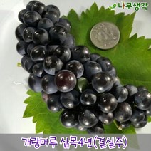 착한가격 나무생각 / 개량머루 / 삽목3년 / 결실주, 1개