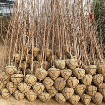 감나무 묘목 접목 3년생 분묘 차량단감 두리감 태추단감 대봉 야오끼 과실수 유실수 결실주, 차량단감 R2