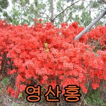 영산홍(적색) 키30cm개화주 5그루 나무 묘목 꽃나무 과일나무 유실수 조경수 관목