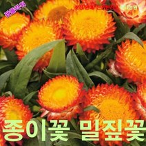 팝플라워 종이꽃(밀짚꽃) 오렌지 씨앗 10립