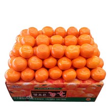 노지밀감5kg 제주감귤 가정용 서귀포감귤, M사이즈