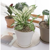 실내 작은정원 만들기 원형 화분 선물 받침 가정용, 브라운