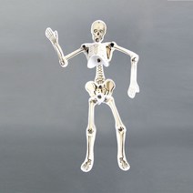인체모형골격만들기10인용