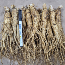 금산인삼 5-6년근 믹서용 수삼 인삼 750g 15~20뿌리내외, 750g 18~25뿌리내외, 750g 18~25뿌리내외, 1개