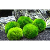 모스볼 4cm전후 3개 [체리새우/crs새우/생이새우키우기] 애완관상용새우놀이터