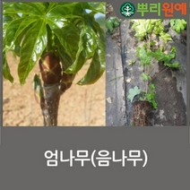 엄나무 묘목 민엄나무 묘목 가시없는 엄나무 가시없는 엄나무묘목 2년생