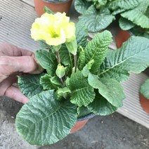 그린플랜트 꽃화분 꽃있는 식물 (색상품종랜덤), 앵초