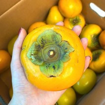 땡감 감효능 청도반시 둥시감 단감 대추 감나무 부유 25-35과 5kg 곶감만들기 냥냥이네 태추 진영 곶감용, 상세페이지 참조