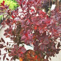 자엽안개나무/6치포트/모종/묘목/k0328, 1개