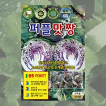 퍼플맛짱양배추씨 100립 퍼플 양배추 씨앗 대장 KS종묘, 1개