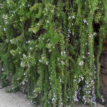 허브모종]크리핑로즈마리 : 10cm분/2개 Q893, 1개