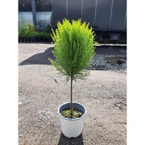 외목대율마/핫도그율마, 1개