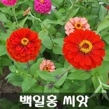 [해피플라워] 백일홍 씨앗 600립 / 봄 파종 꽃씨