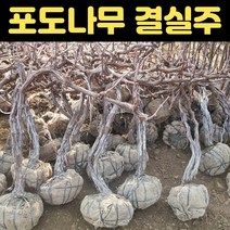 포도나무결실주 분묘 포도묘목 mba 포도결실주, 1개