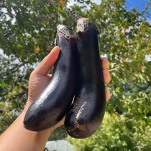 국내산 여주 못난이가지, 5kg, 1개