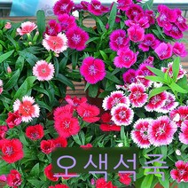 대나무 꽃 씨앗 야외 심기 쉬운 내한 수염 싹 패랭이 꽃 씨앗 사계절 살기 쉬운 꽃 씨앗 꽃 씨앗 마당 왜소한 그늘에 강한 풍경 녹화 꽃 씨앗 화분 컬러풀 패랭이꽃 반 고양이, 다채로운 패랭이꽃 반 고양이